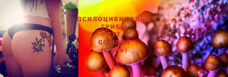 Галлюциногенные грибы Psilocybe  Малмыж 